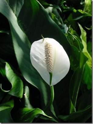 Peace Lilly