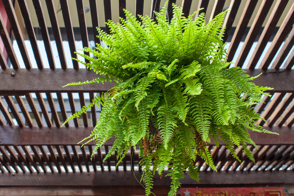 Boston Fern