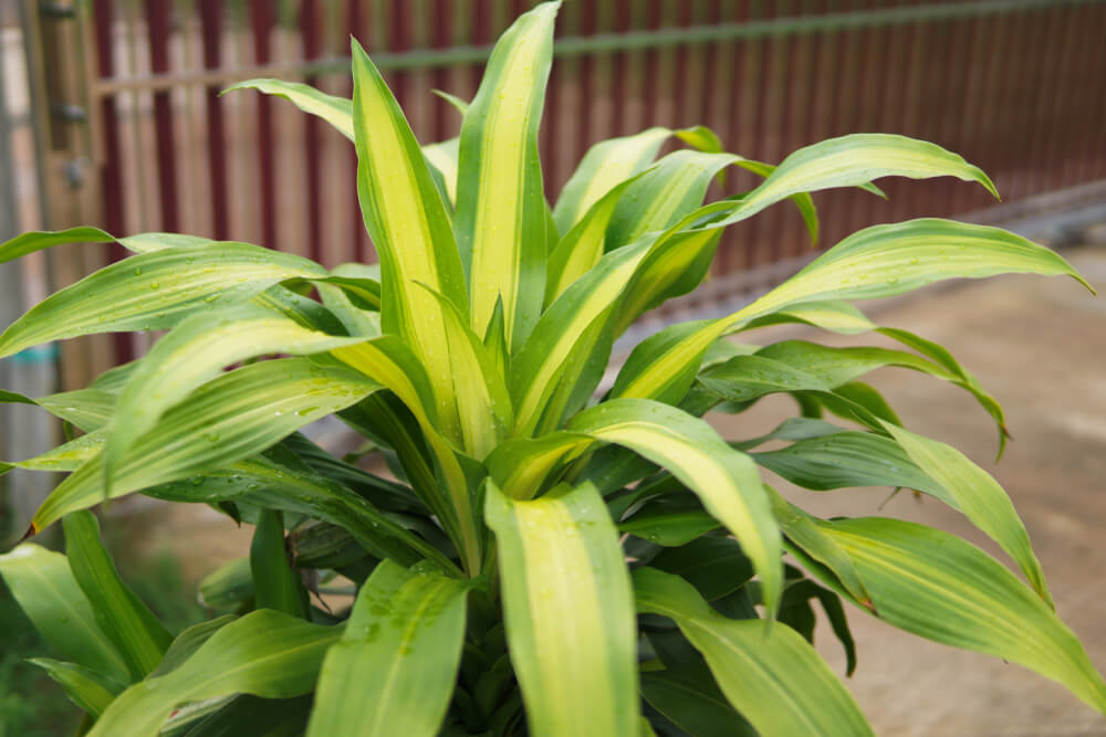 Janet Craig Dracaena