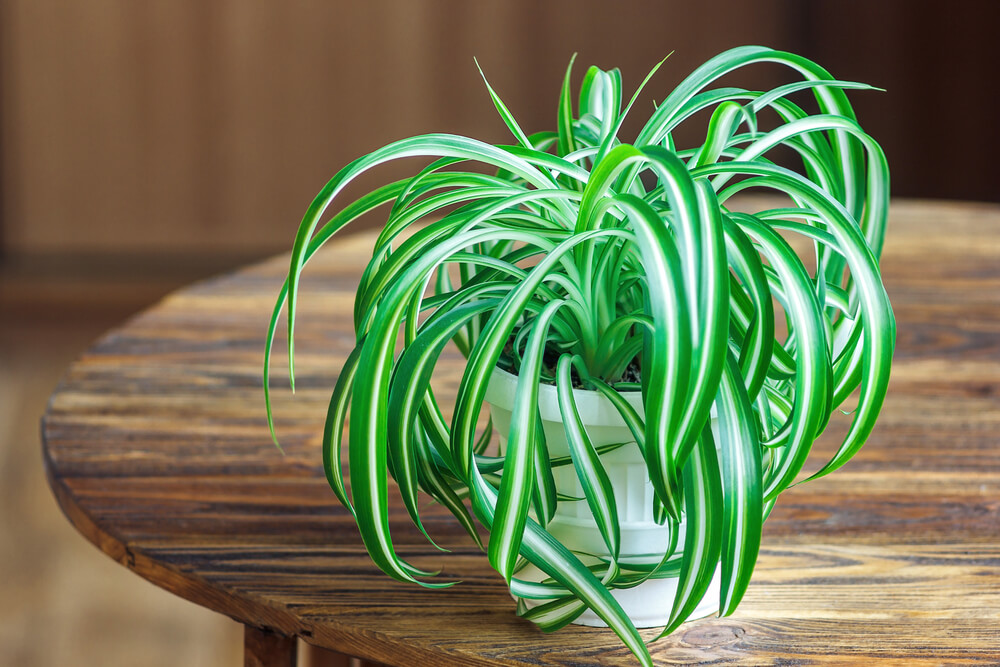 Spider Plants