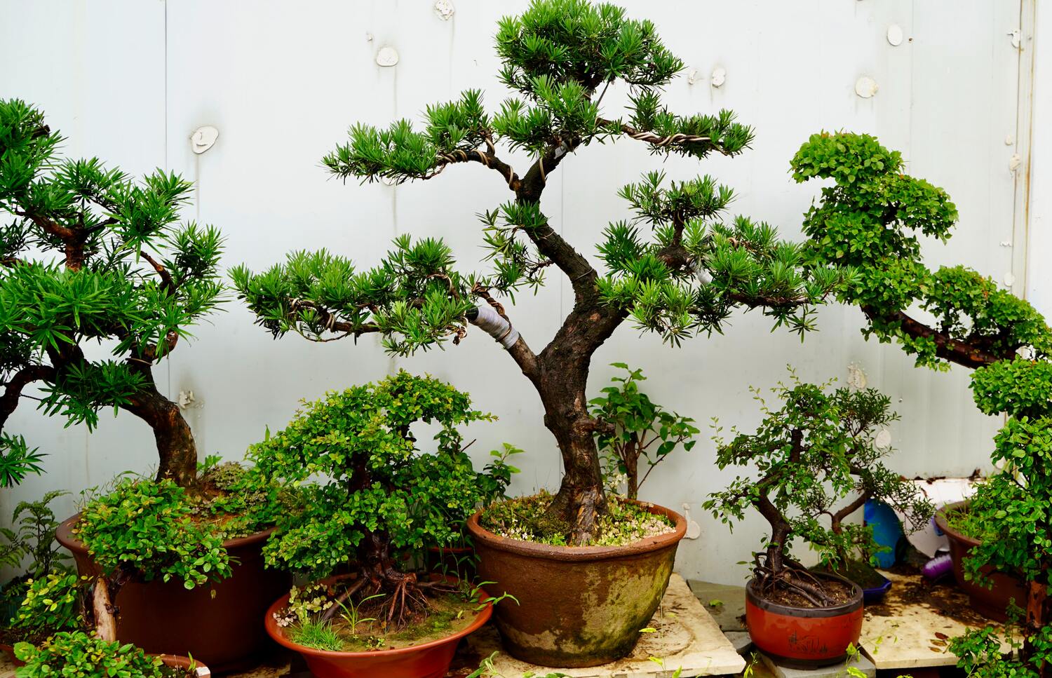 I have this little desk with the bonsai tree and tranquil garden