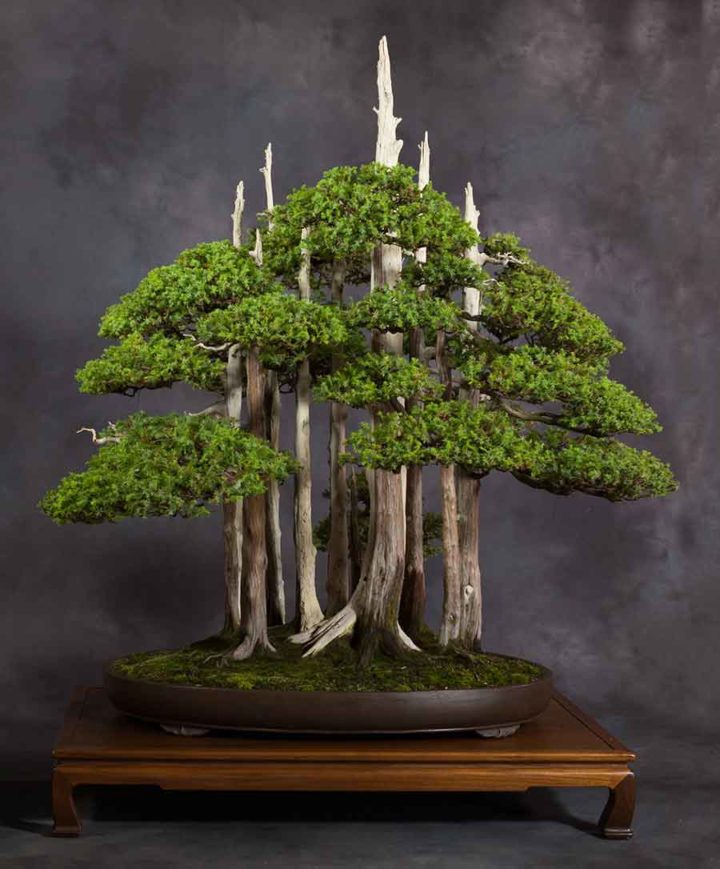 Top 10: Bonsai originali ed insoliti - Bonsai Empire