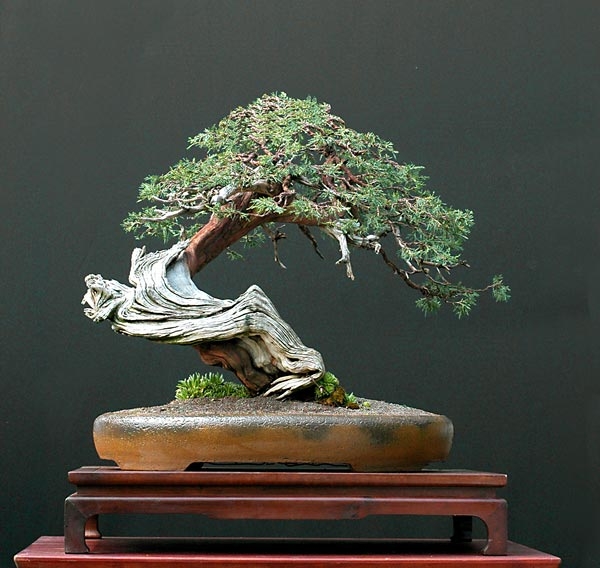 9GreenBox - BONSAI Juniper Tree Zen Garden With Pool Fishman