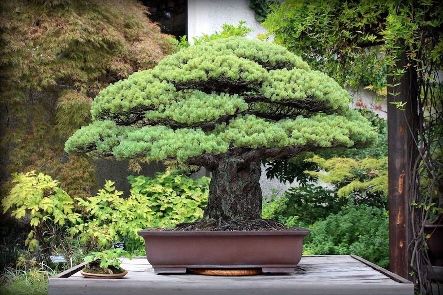 Top 10: Bonsai originali ed insoliti - Bonsai Empire