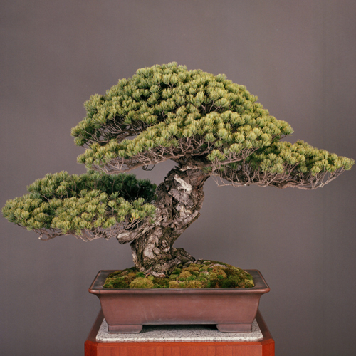 Top 10: Bonsai originali ed insoliti - Bonsai Empire