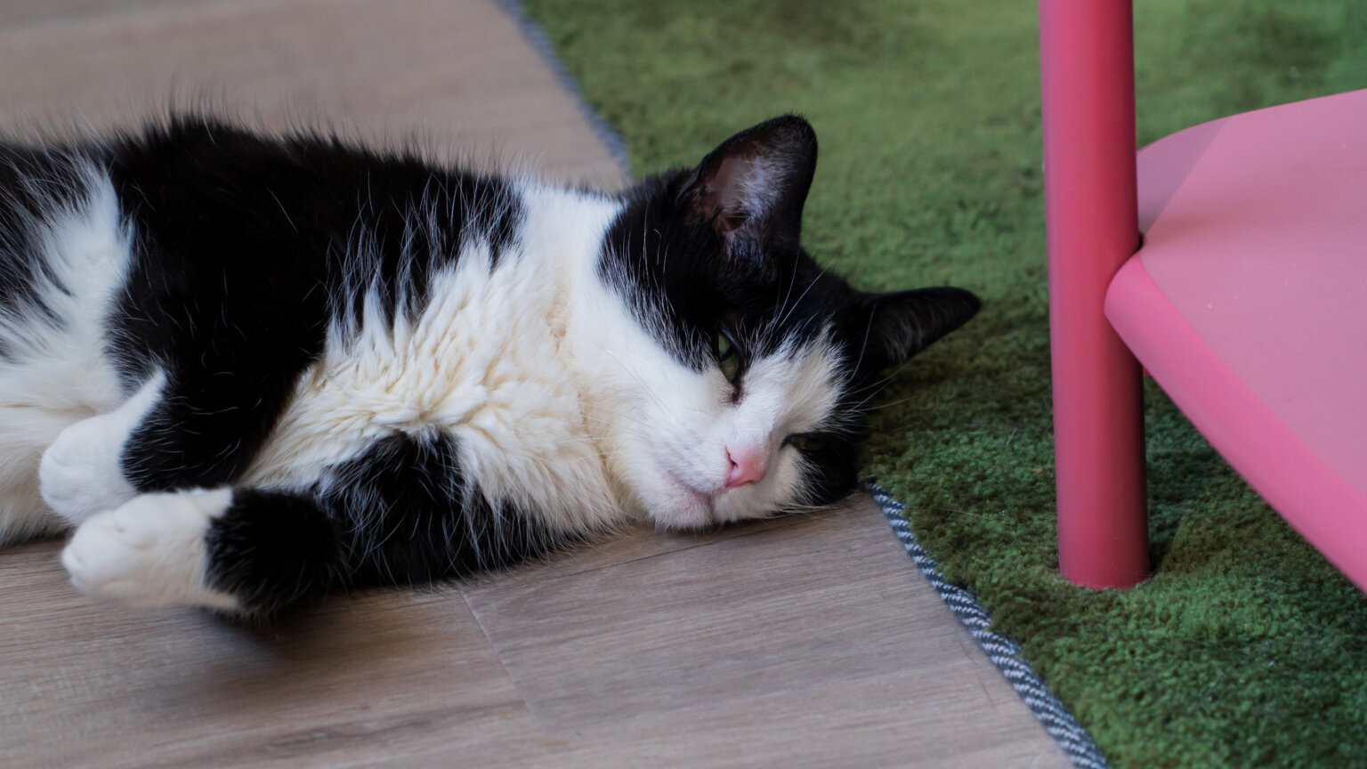 how-long-does-pet-dander-stay-in-the-house-housefresh