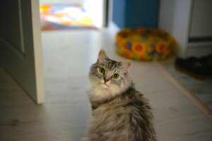 cat at home
